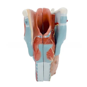 Anatômico da Laringe Modelo Removível Humanos Garganta Anatomia Modelo 2x Alargada Garganta Anatomia Modelo de Ensino Prop para Estudante