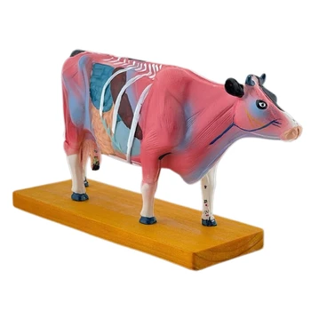 Vaca Anatomia Modelo para a Acupuntura e a Moxabustão Ensino Prop, Anatomia Animal